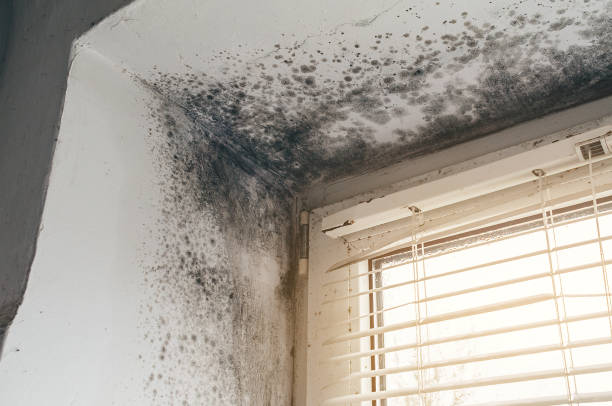 Affordable Hvac And Air Duct Mold Remediation solutions in Dysart, PA